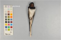 藏品(家燕)的圖片